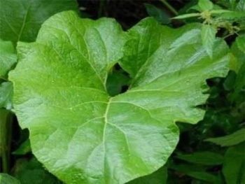 Лопуха (корней), масляный экстракт Масляный экстракт корней лопуха
