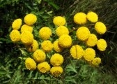 Пижмы, эфирное масло 10 мл